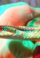 Close-up of a colorful snake held in a hand, featuring a vibrant 3D effect that highlights its unique patterns and scales.