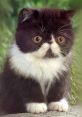 Adorable black and white kitten with big, expressive eyes, sitting outdoors, exuding cuteness and charm.