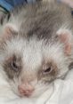 Close-up of a ferret's face, showcasing its unique fur pattern and curious expression, perfect for Wob Legend enthusiasts.