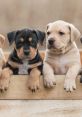 Adorable puppies of different breeds relaxing together, showcasing their playful personalities in a charming setting.