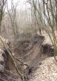 Gully formed by erosion in a wooded area, featuring exposed soil and fallen branches, showcasing natural landscape features.