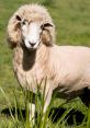 Fluffy sheep standing in green grass, showcasing its unique wool and gentle expression in a serene outdoor setting.