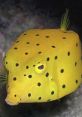 Vibrant yellow boxfish with black spots swimming gracefully in a coral reef, showcasing unique aquatic beauty.