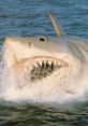 Great white shark breaching water in "Jaws: The Revenge," capturing the suspense of cinematic horror.