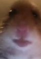 Close-up of a cute hamster's face, showcasing its small nose and big eyes, perfect for animal lovers and trending pet content.