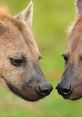 Close-up of two hyenas interacting, showcasing their unique facial features and expressions in a natural setting.