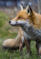 Side view of a healthy, alert fox in a grassy habitat, showcasing its vibrant fur and keen expression in nature.