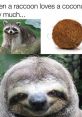 Raccoon and sloth meme expressing love for coconuts with humorous imagery and captions showcasing animal antics.