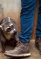 Curious raccoon approaches a person's boot, showcasing the playful spirit of the Raccoon Whisperer™ experience.