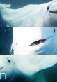 Three close-up views of beluga whales showcasing their unique facial features and the captivating Beluga effect in water.