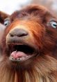 Close-up of a screaming goat with a shocked expression and open mouth, showcasing its unique vocalization.