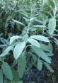 Fresh green sage leaves with soft, velvety texture, thriving in a garden setting, perfect for culinary uses and herbal remedies.