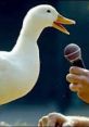 Duck quacking into a microphone, showcasing playful interaction and humor related to Quack Effects.