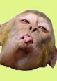 Cheeky monkey making a funny face, trending in Indian memes for 2023, capturing humor and playfulness online.