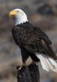 Bald eagle perched on a log, showcasing its striking black and white feathers and sharp, bright yellow beak.