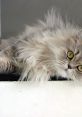 Fluffy gray cat lounging with bright yellow eyes, showcasing a relaxed and playful demeanor. Perfect pet moment captured.