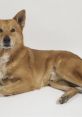 Loyal brown dog relaxing gracefully on a white background, showcasing its calm demeanor and playful nature.