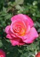 Vibrant pink rose with a yellow center, surrounded by lush green foliage, showcasing the beauty of blooming flowers.