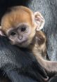 Adorable young monkey with bright features resting in a parent's embrace, showcasing its expressive eyes and soft fur.