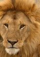 Majestic lion with a thick mane, fierce gaze, and distinct features, showcasing the beauty of wildlife.