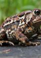 Close-up of a textured toad resting on a stone surface, showcasing its unique colors and patterns in a natural setting.