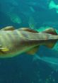 Close-up of a cod swimming in clear ocean waters, showcasing its unique color patterns and aquatic environment.