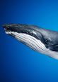 Close-up of a whale's head against a blue background, showcasing its distinctive features and majestic presence in the ocean.