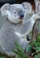 A koala resting on a eucalyptus tree, showcasing its unique features and natural habitat in Australia’s wildlife.