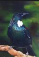 Tāhirikura bird perched on a branch, showcasing vibrant colors, a symbol of New Zealand's enchanting bird songs.