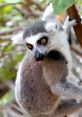 Lemur with striking orange eyes and gray fur perched on a tree branch in a lush, tropical environment, showcasing exotic beauty.