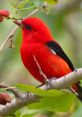 Vibrant red bird perched on a branch among green leaves, showcasing the beauty of wildlife and avian diversity.