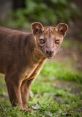 Curious animal with distinctive ears and eyes, standing on lush green grass in a natural setting.