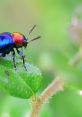 Colorful insect with vibrant blue and red markings on a green leaf, showcasing nature's diversity in the insect world.