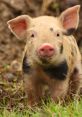 Curious piglet with a distinctive coat exploring its grassy surroundings on a farm. Adorable farm animal in nature.