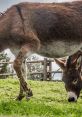 Two donkeys grazing on green grass in a farm setting, showcasing their habitats and natural behaviors.