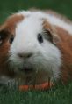 Close-up of a brown and white guinea pig resting on green grass, with a carrot in front, showcasing its curious expression.