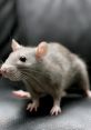 Close-up of a curious gray rat exploring a textured surface, showcasing its whiskers and inquisitive expression.