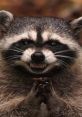 Raccoon with an evil grin, clasping its paws, exuding mischievous vibes perfect for "evil laughs" themes.