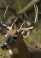 Close-up of a majestic deer displaying impressive antlers in a natural setting, showcasing wildlife beauty and grace.