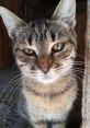 Close-up of a curious tabby cat with striking green eyes, showcasing its playful and inquisitive nature.