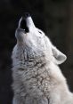 Random 狼 The first related to the subject of Random 狼 is the eerie howl of a wolf, known as 狼嚎 in Chinese. This