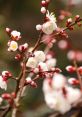 Random 梅 梅干, a unique that evokes memories of traditional Japanese cuisine. The of a plum being dried and preserved,