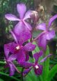 Vanda Type your text and hear it in the voice of Vanda .