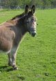 Brown donkey standing in a green pasture, showcasing its distinct features and friendly demeanor under sunlight.