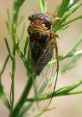 Cicadas You can play and download these here. The night at the beach was filled with the symphony of cicadas and