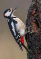 Woodpecker If you're a nature enthusiast with a love for capturing the of the outdoors, you'll definitely want to listen to