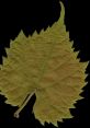 Leaf You can play and download a wide array of related to the subject of Leaf. From the gentle Rustling Leaves that can