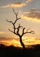 Bushveld The first that greet you in the Bushveld S are the gentle chatter of birds waking up at dawn. The melodic chirping