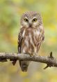 Owl You can immerse yourself in the captivating of nature with these incredible field recordings of various owl species