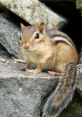 Chipmunk If you're in the mood for something light-hearted and silly, the Chipmunk Mix is the perfect choice. The